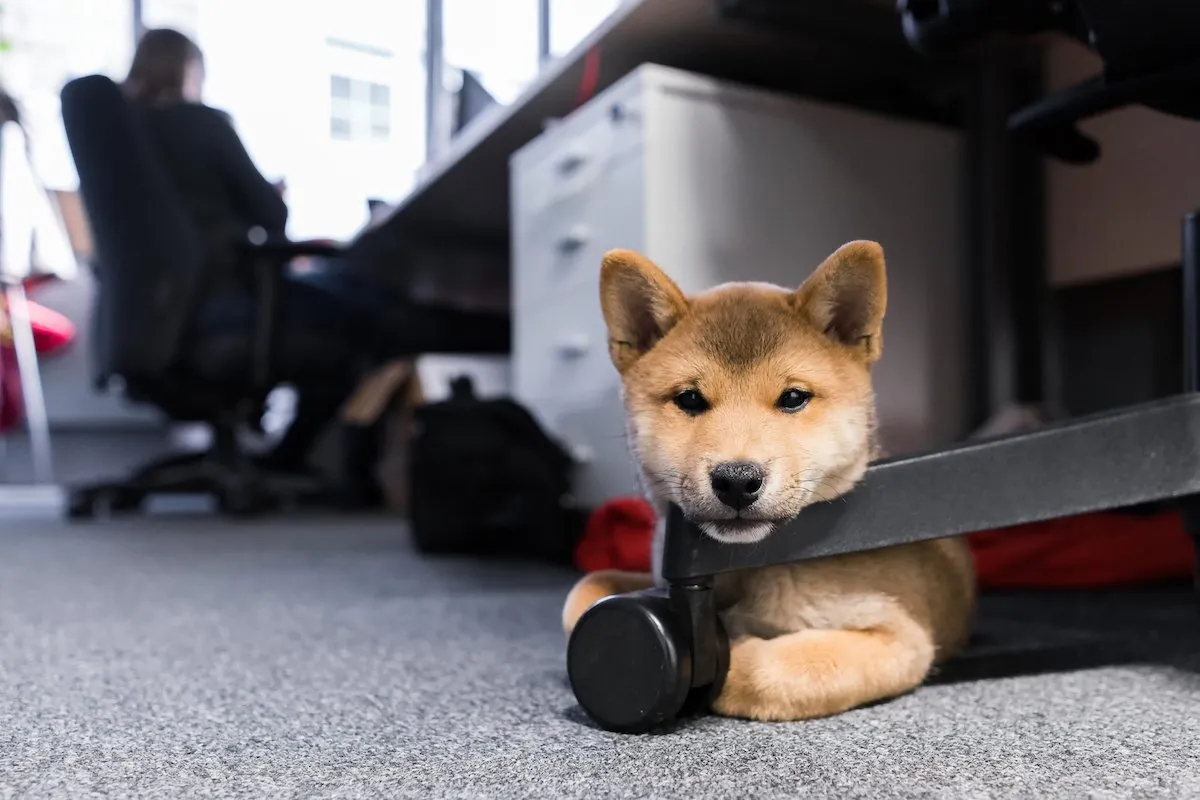 Miss Your Dog at Work More Than Your Children? Chances Are, Yes